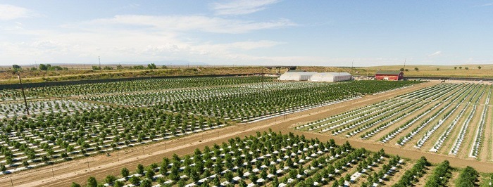 Największa legalna plantacja uprawy marihuany na świecie