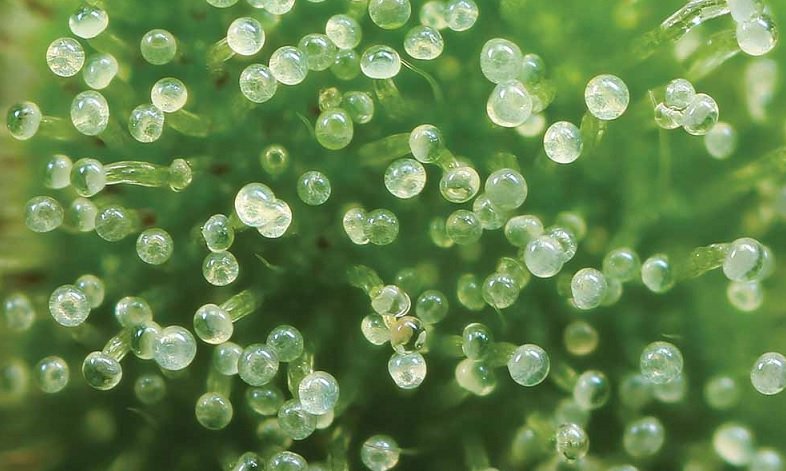 trichomy marihuany