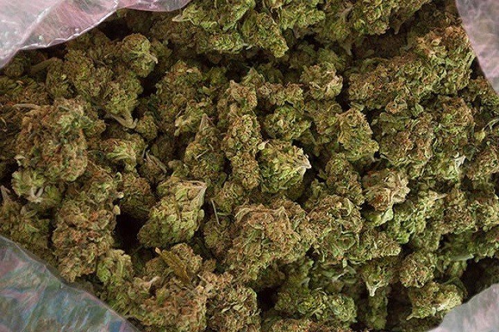 easy sativa fotorelacja