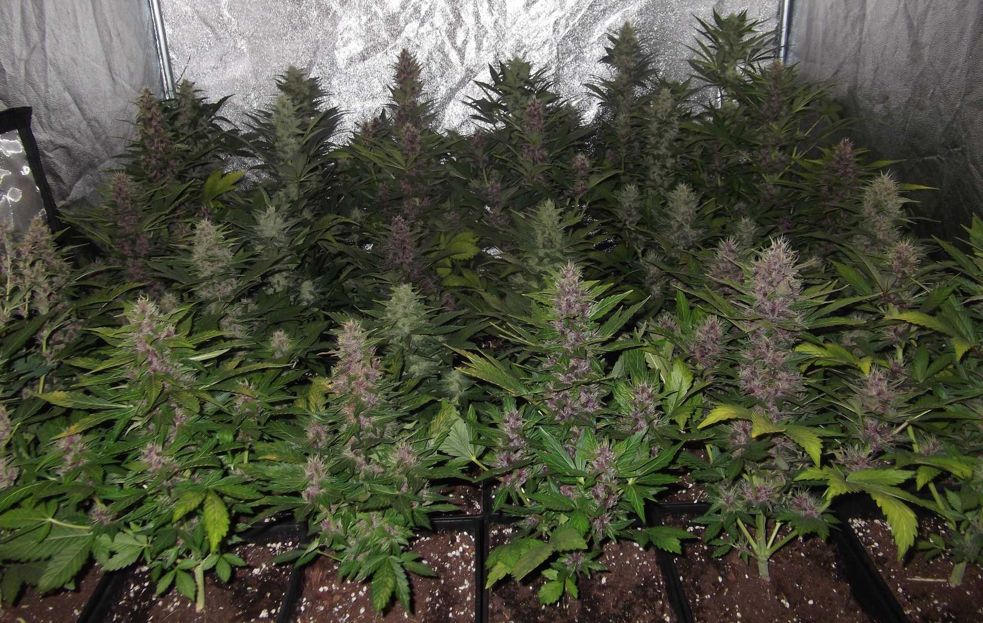 Marihuana indoor