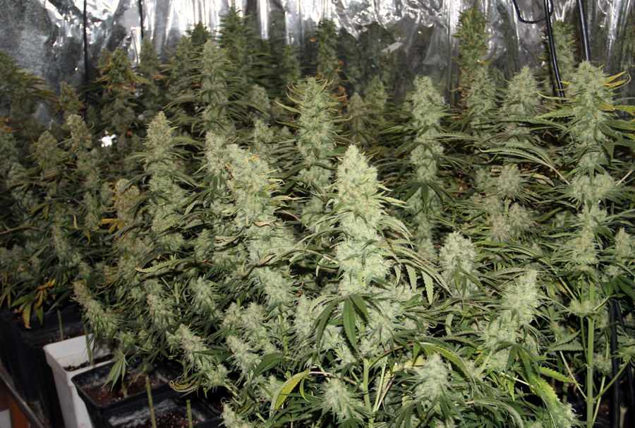 Marihuana indoor