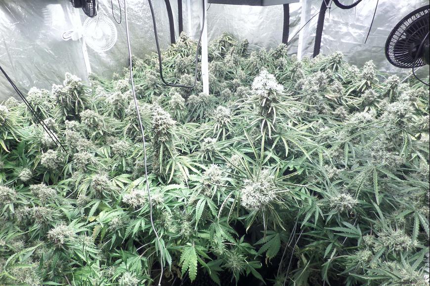 Marihuana indoor