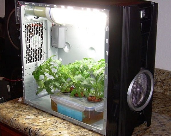 pc growbox do uprawy marihuany konopi