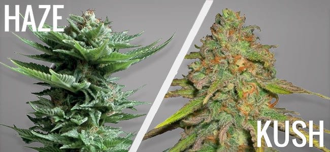 Kush Haze