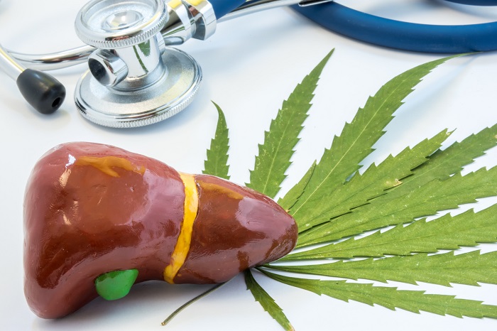 Olejek CBD a marskość wątroby