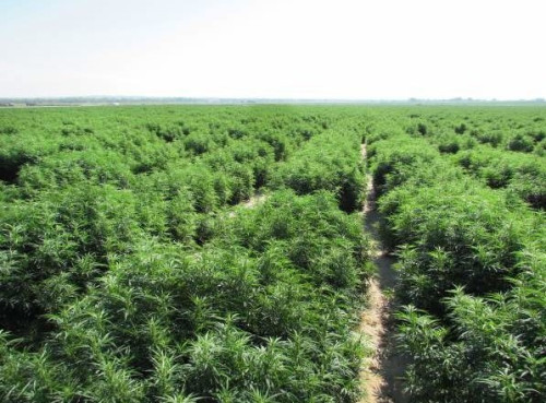 Hodowla outdoor marihuany